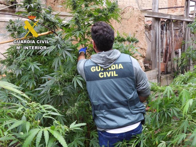 Una de las plantacioens desmanteladas por la Guardia Civil de León en el marco de la operación 'Cannacan'.