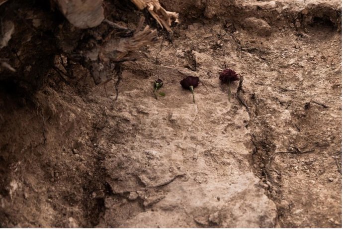 Las familias de las primeras víctimas identificadas de las fosas comunes de Padul, Felipe Fernández Fajardo y Francisco Rodríguez López, recibirán sus restos el próximo lunes, 12 de octubre.
