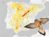 Foto: Cartografían los refugios estivales del cernícalo primilla en la Península ibérica y constatan su escasa protección