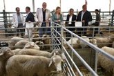Foto: La Feria Ganadera de Benaocaz (Cádiz) reúne durante esta edición a más de 300 ovejas de raza merina y cabra payoya