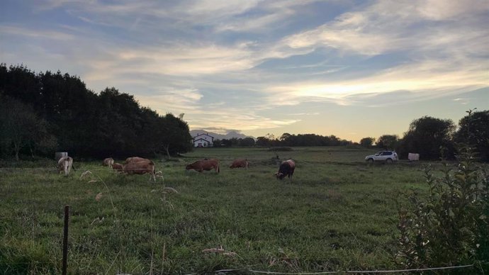 Vacas pastando en un campo de Llanes.