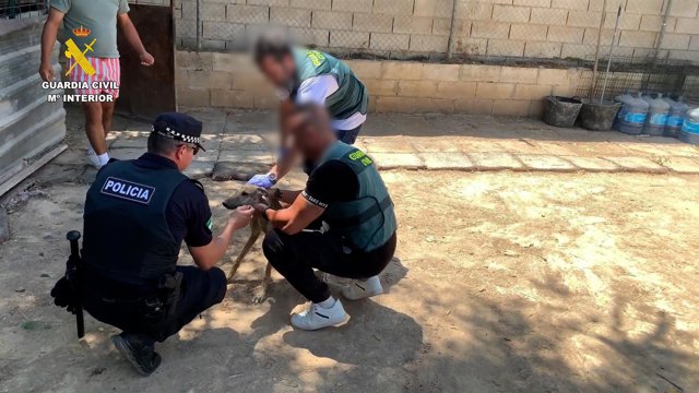 La Guardia Civil recupera ejemplares de galgos de competición robados.