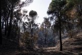 Foto: Ecologistas alertan del inicio de la temporada de caza con animales exhaustos tras el incendio de la Sierra Oeste