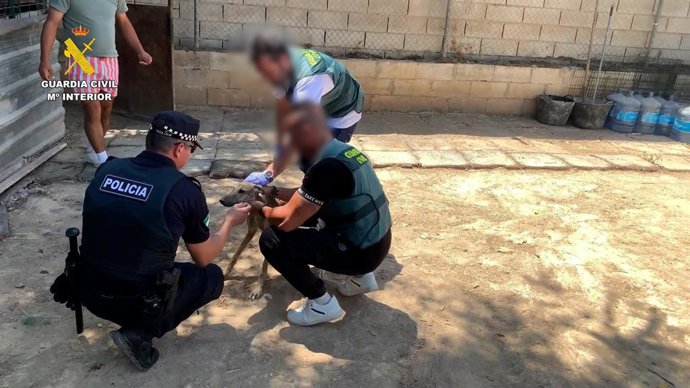 La Guardia Civil recupera ejemplares de galgos de competición robados.