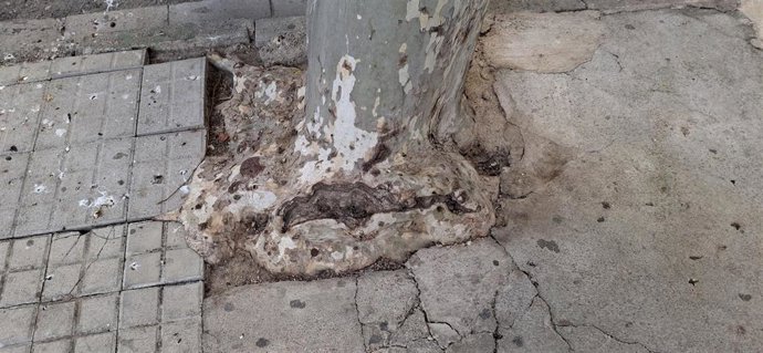 Alcorque con un árbol en la ciudad de Huesca.