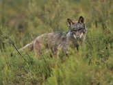 Foto: Ecologistas en Acción anuncia "todas las acciones legales necesarias" frente a los planes de caza de lobo
