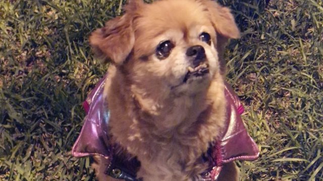 Archivo - Dos de cada 3 hogares compran alimento para perro y gastan S/ 242 al año.