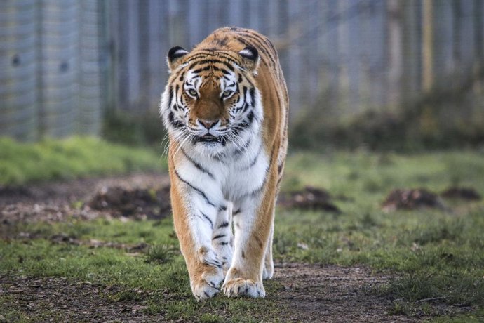 Archivo - Tigre siberiano en el Parque de Fauna Salvaje de Yorkshire (archivo)