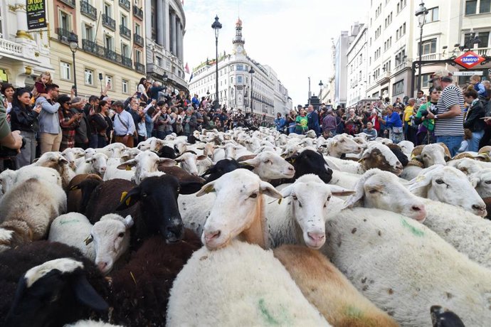 Archivo - Rebaños de ovejas atraviesan el centro de Madrid durante la 32ª edición de la Fiesta del Pastor y de la Trashumancia, a 19 de octubre de 2025, en Madrid (España).