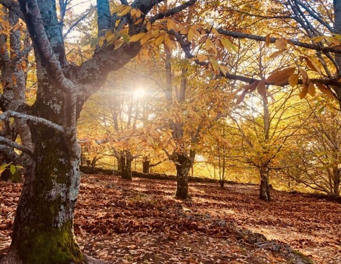 Archivo - Otoño en el Valle del Jerte (Cáceres).