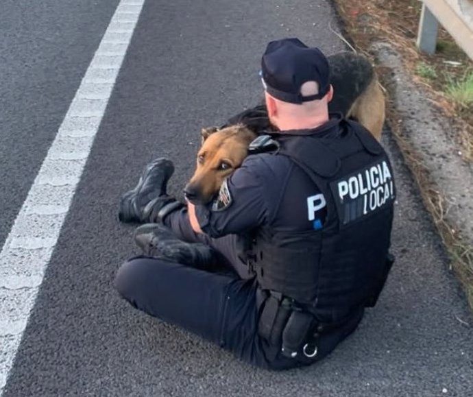 "No Sabía Quién Era, Pero Ha Encontrado Un Lugar Seguro": La Policía Local Rescata A Un Perro Perdido En La Ma-19.