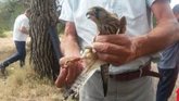 Foto: La población de algunas aves esteparias presenta una tendencia positiva en la Comunitat Valenciana
