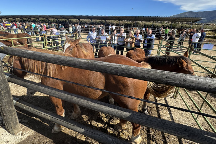 Feria de Ganado Equino de San Pedro del Romeral