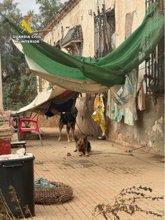 Foto: La Guardia Civil rescata a dos perros "en situación de extrema vulnerabilidad" en una finca y denuncia a dos personas