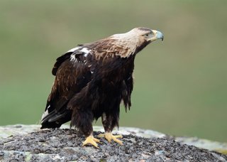 Ejemplar de águila imperial ibérica.