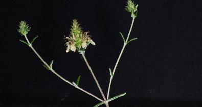 C. Valenciana