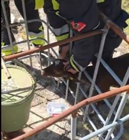 Efectivos del Consorcio provincial de Bomberos de Alicante han liberado a una pequeña cabra cuya cabaeza había quedado atrapada en un enrejado en Petrer.