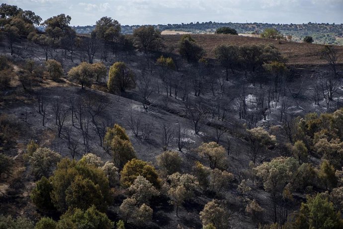 Archivo - Vista tras el paso del fuego, a 23 de agosto de 2026, en Aldea del Fresno, Madrid (España). El incendio forestal originado en Aldea del Fresno descendió de situación operativa 1 al nivel 0 del Plan de Protección Civil a partir del pasado 20 de a