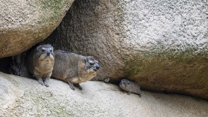 Damanes en Bioparc