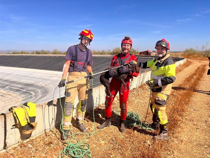 Los bomberos de la Diputación rescatan a un perro que cayó en una balsa de regadío.