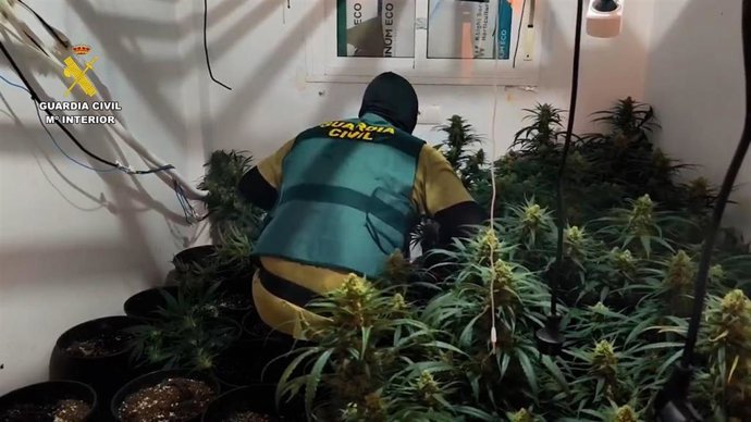 Un agente de la Guardia Civil inspecciona las plantas localizadas en una vivienda del Poniente de Almería.