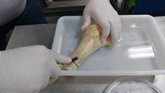 Foto: Investigadores descubren tres nuevos gusanos "comehuesos" en aguas de la Península Ibérica