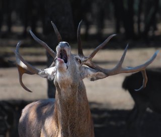Ejemplar de ciervo macho.