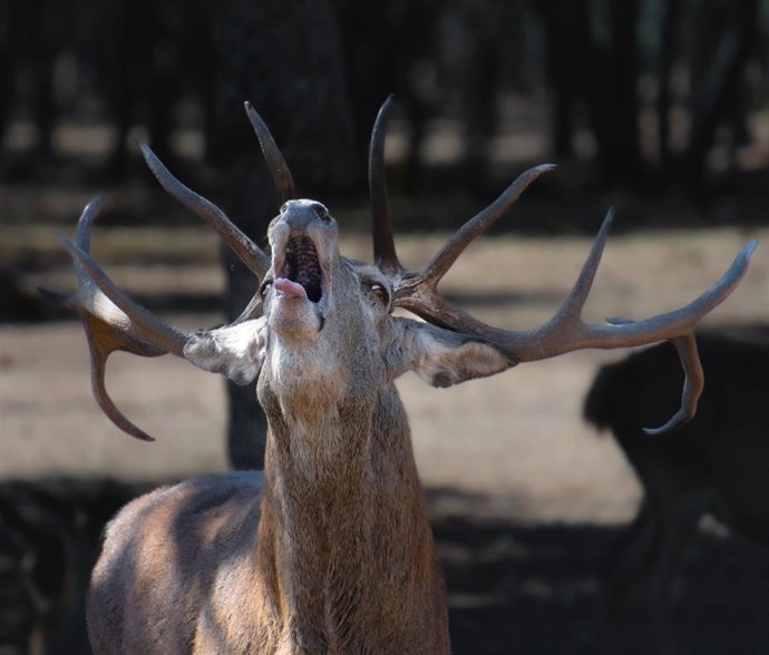 Ejemplar de ciervo macho.