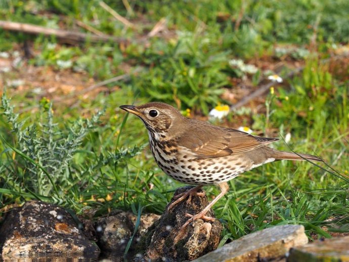 Cazadores de toda España volverán a aportar datos científicos al Proyecto Zorzales, que inicia su séptima temporada.
