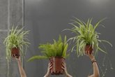 Foto: El C3A presenta en Córdoba la acción ‘Patios’, de Maider López, dentro de la programación de Flora 2026