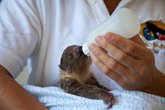 Foto: Loro Parque, reconocido por la Global Humane Society por sus altos estándares de cuidado, salud, y bienestar animal
