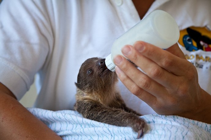Loro Parque, reconocido por la Global Humane Society por sus altos estándares de cuidado, salud, y bienestar animal