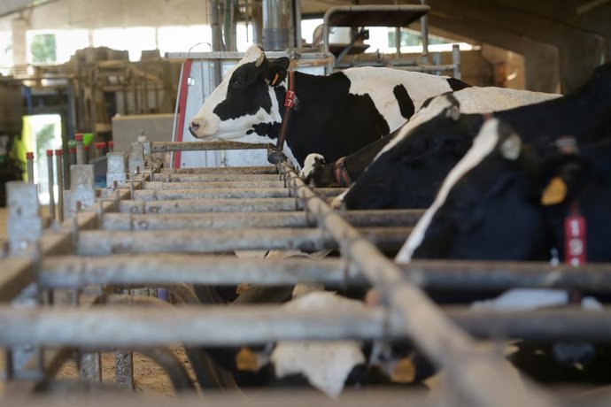 Archivo - Vacas de una ganadería de lácteo en Sabadelle, a 7 de agosto de 2023, en Chantada, Lugo, Galicia (España). Ganaderos gallegos han denunciado en los últimos días "abandono" por parte de la Xunta ante la vacunación contra la lengua azul. A este re
