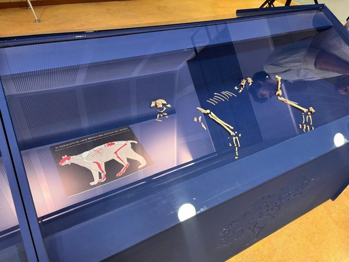 El lince ibérico más antiguo conocido revive en réplicas de sus restos hallados en Quibas, en Abanilla