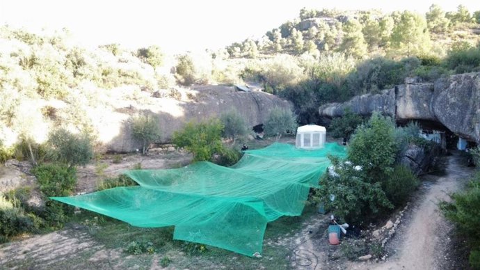 Cultiu de marihuana localitzat