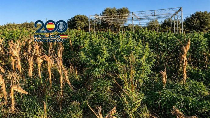 Plantación de marihuana desmantelada por la Policía Nacional en Rota (Cádiz)