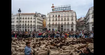 La acampada marcará el paso de las ovejas en Fiesta de la Trashumancia para la que el Ayuntamiento trabaja en un plan b