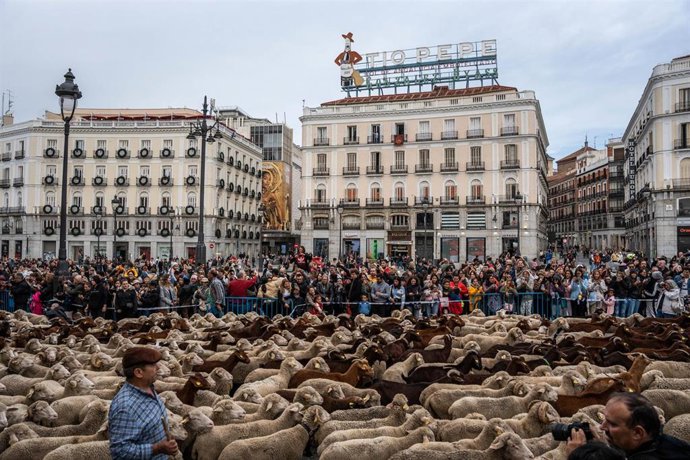 Archivo - El rebaño trashumante a su paso por la Puerta del Sol, a 22 de octubre de 2023, en Madrid (España). Unas 2.000 ovejas y cabras han viajado desde los pastos del norte de Castilla y León, de donde salieron el pasado 18 de septiembre, hasta llegar 