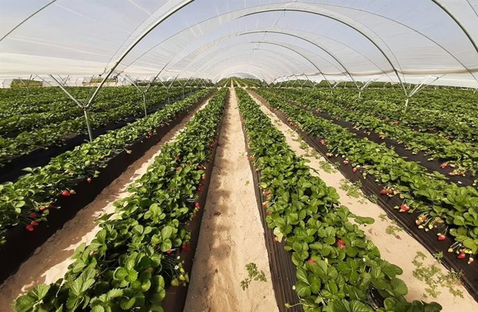 Plantación de frutos rojos en el entorno de Doñana.