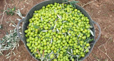 EpAgro - Agricultura