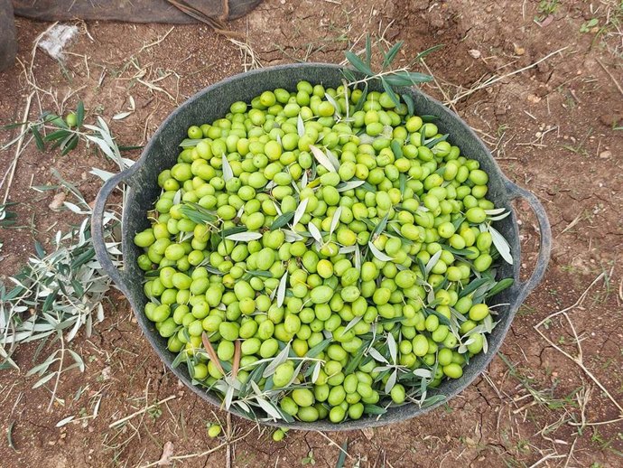 Aceituna verdeo