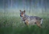Foto: El TSJA rechaza suspender cautelarmente el plan de control del lobo en Asturias como pedían los ecologistas