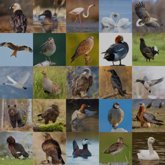 Foto: SEO/BirdLife celebra la restricción del uso de perdigones de plomo en la UE pero pide incluir balas usadas en caza mayor