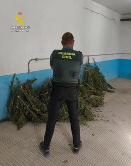 Plantas de marihuana aprenhendidas en Navalmanzano.