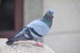 Foto: Universidad de Granada lidera investigación mundial sobre cómo vemos a las aves: Gorrión, beneficioso y paloma, molesta