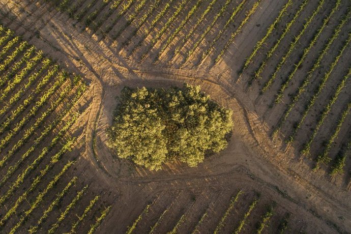 Viñedos de Zamora Company