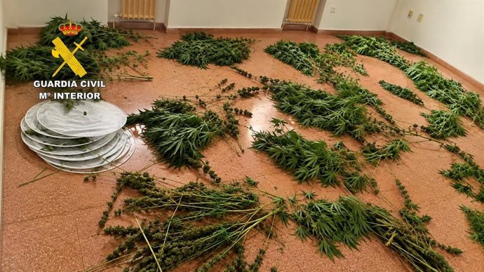 Plantas de marihuana intervenidas en una de las actuaciones.