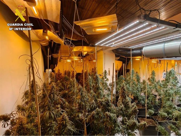 Plantas de marihuana intervenidas en una operación de la Guardia Civil en Málaga