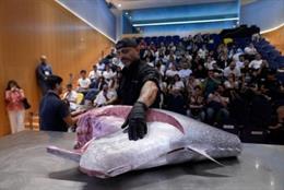 Demostración de ronqueo de atún en la edición de 2025
