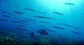 Foto: Descubren que el Mediterráneo es un mar "mucho más dinámico" de lo que se sabía hasta ahora